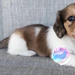 Shaded Cream Dapple Piebald Boy - Dapple male Dachshund puppy in Houston, Texas from L&L 4D Dancer’s Dachshunds