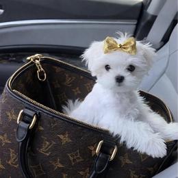 Maltese Puppies from Made to Love Maltese LLC