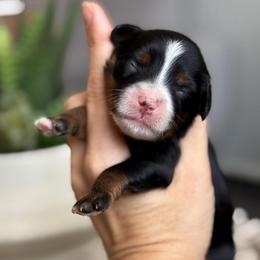 Lainey - Tri-color female Bernedoodle puppy in Peoria, Arizona from Grand Canyon Bernedoodles