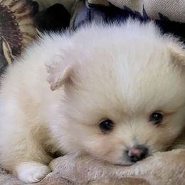 Pomeranian Puppies from Cherokee Pomeranians