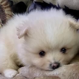 Pomeranian Puppies from Cherokee Pomeranians