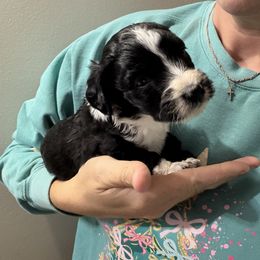 Hank - Black and white male Bernedoodle puppy in Winfield, Alabama from Rose Lane Doodles