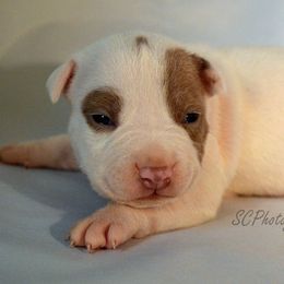 American Bully Puppies from SouthernCharm Kennel (SCP)