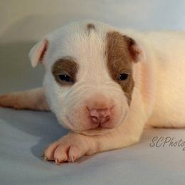 American Bully Puppies from SouthernCharm Kennel (SCP)