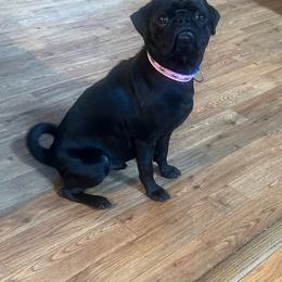 Alfi - Black male Pug puppy in Indian Trail, North Carolina from Love Pugs