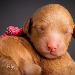 Winter - Red  female Goldendoodle puppy in Elizabethtown, Kentucky from Reddy Poodles & Doodles