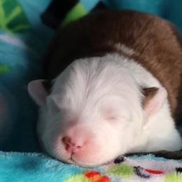 Martini - Red tri-color female Australian Shepherd puppy in Springville, New York from RisingStar Australian Shepherds