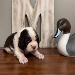 Bud - Liver white and tan male English Springer Spaniel puppy in Morrilton, Arkansas from Triple M Farms & Springers