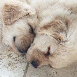 Golden Retrievers from Sabine's Golden Retrivers