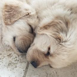 Golden Retrievers from Sabine's Golden Retrivers