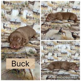 Buck - Red male Catahoula Leopard Dog puppy in Forbes, Minnesota from North Country Catahoulas