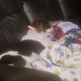 Raelynn - Liver and white female Brittany puppy in Rhoadesville, Virginia from HOMESCHOOLED BRITTANYS LLC