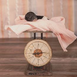 Poodle Puppies from Setting the Standard Poodles