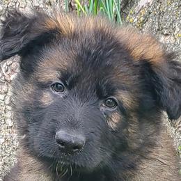 Bring the Money Or Else z Zaruka CGC - Sable German Shepherd puppy in West Plains, Missouri from Zaruka German Shepherds