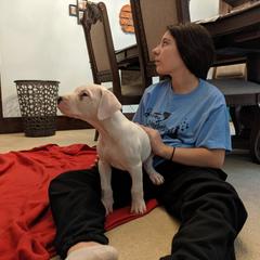 Dogo Argentino Puppies from De la Fuerza de Dios