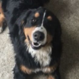 Bernese Mountain Dogs from Great Basin BMD