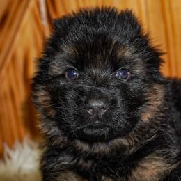 Pink Collar - Black and red female German Shepherd puppy in Howell, Michigan from Sheyenne’s Shepherds