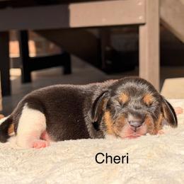 Cheri - Black tan and white female Beagle puppy in Mansfield, Missouri from Rippee Creek Kennel