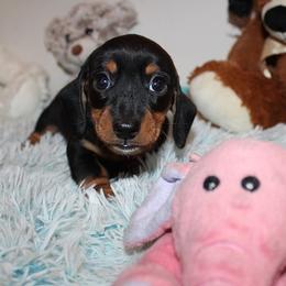 Boy 1 - Black and tan male Dachshund puppy in Craig, Colorado from Rocky Mountain Shih Tzus and Dry Creek Miniature Dachshunds