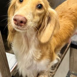 Mini - Cream female Dachshund puppy in Houston, Texas from L&L 4D Dancer’s Dachshunds