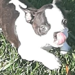 Boston Terriers from Terri's Boston Terriers