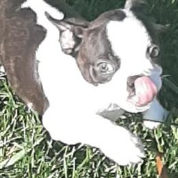 Boston Terriers from Terri's Boston Terriers