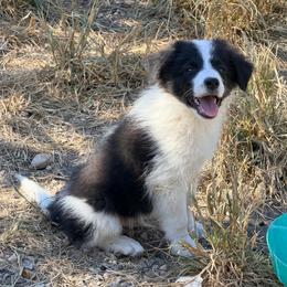 Buck - Black and white male Border Collie puppy in Shell Knob, Missouri from Stoneridge Kennel