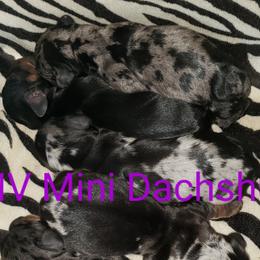 Dachshunds from MV Mini Dachshunds