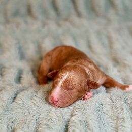 Colorado - male Golden Mountain Doodle puppy in Murray, Utah from Good Looking Dogs