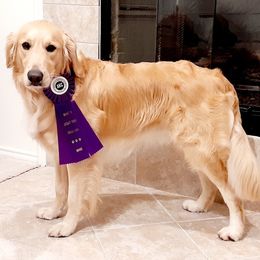 Golden Retrievers from Cannon's Au Retrievers