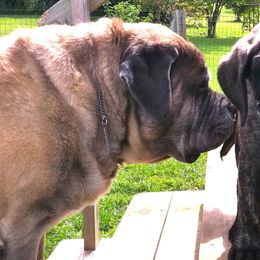 Mastiffs from Braveheart Mastiffs