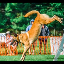 Leo - Belgian Malinois