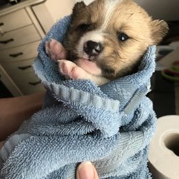 Pembroke Welsh Corgi Puppies from Amya Paige