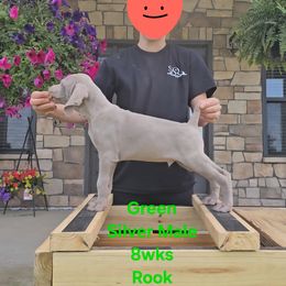 Boy 3 - Silver gray male Weimaraner puppy in Indiana from So-IN Weimaraner's