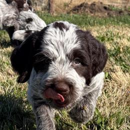 Otis-(Wolverine) - Brown and gray male Wirehaired Pointing Griffon puppy in Grangeville, Idaho from Happy Hollow Griffons