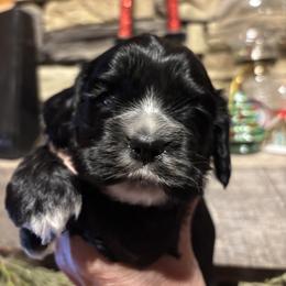 Boy 1 - Black male Cocker Spaniel puppy in Sautee Nacoochee, Georgia from Candy's Cockers