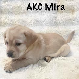 AKC Mira - Yellow female Labrador Retriever puppy in Greenville, South Carolina from Babyface Shih Tzu