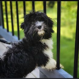 KNOXX - Havanese