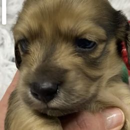 Boy 2 - Cream Dachshund puppy in Vanceburg, Kentucky from Faith Ann's Dachshunds