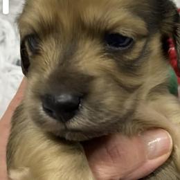 Boy 2 - Cream Dachshund puppy in Vanceburg, Kentucky from Faith Ann's Dachshunds