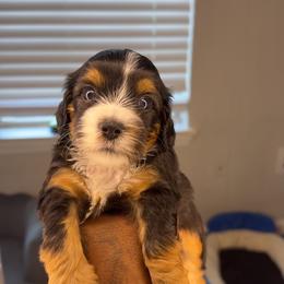 Hillary - Tri-color female Yorkipoo puppy in Atlanta, Georgia from YorkShih Pup & Co