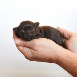 Briar - Liver female Shihpoo puppy in Nickelsville, Virginia from The Teddybear Shihpoo