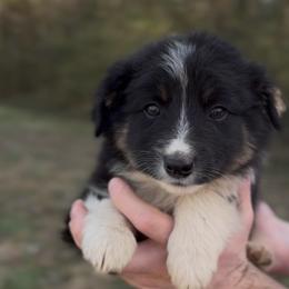 Odin - Boy 4 - Black & white male Miniature Australian Shepherd puppy in Murfreesboro, Tennessee from Norby's Mini Aussies