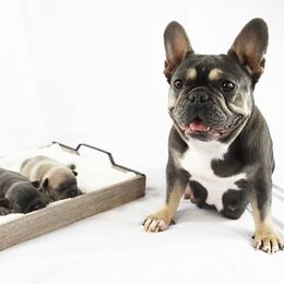 French Bulldog Puppies from Star City Frenchies