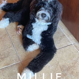 Millie - Bernedoodle