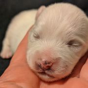 American Eskimo Dog and Border Collie Puppies from Guidingstars American Eskimos and Mondenkind Border Collies