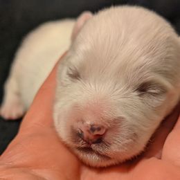 American Eskimo Dog and Border Collie Puppies from Guidingstars American Eskimos and Mondenkind Border Collies