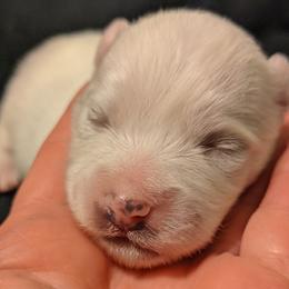 American Eskimo Dog and Border Collie Puppies from Guidingstars American Eskimos and Mondenkind Border Collies
