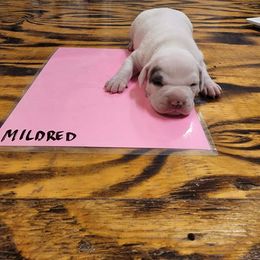 Mildred - American Bulldog puppy in Yellville, Arkansas from Offerman Family Bulldogs