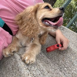 Cocker Spaniel puppies from Chantels Spaniels